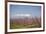 Fruit Blossom, Mount Canigou, Pyrenees Oriental, Languedoc-Roussillon, France, Europe-Mark Mawson-Framed Photographic Print