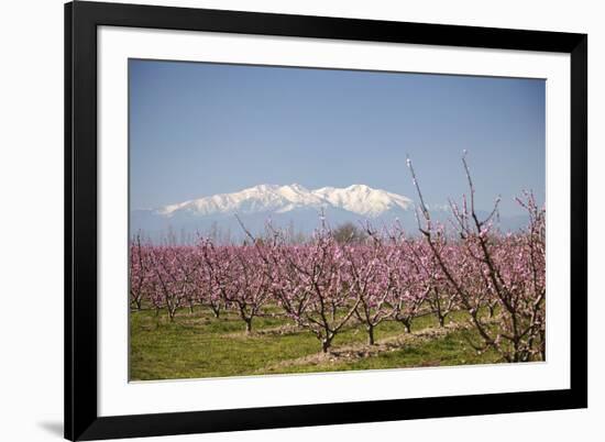 Fruit Blossom, Mount Canigou, Pyrenees Oriental, Languedoc-Roussillon, France, Europe-Mark Mawson-Framed Photographic Print