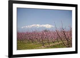 Fruit Blossom, Mount Canigou, Pyrenees Oriental, Languedoc-Roussillon, France, Europe-Mark Mawson-Framed Photographic Print