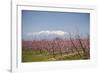 Fruit Blossom, Mount Canigou, Pyrenees Oriental, Languedoc-Roussillon, France, Europe-Mark Mawson-Framed Photographic Print