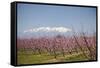 Fruit Blossom, Mount Canigou, Pyrenees Oriental, Languedoc-Roussillon, France, Europe-Mark Mawson-Framed Stretched Canvas