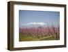 Fruit Blossom, Mount Canigou, Pyrenees Oriental, Languedoc-Roussillon, France, Europe-Mark Mawson-Framed Photographic Print