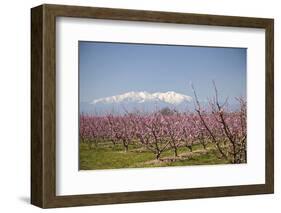 Fruit Blossom, Mount Canigou, Pyrenees Oriental, Languedoc-Roussillon, France, Europe-Mark Mawson-Framed Photographic Print