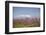 Fruit Blossom, Mount Canigou, Pyrenees Oriental, Languedoc-Roussillon, France, Europe-Mark Mawson-Framed Photographic Print