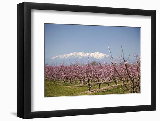 Fruit Blossom, Mount Canigou, Pyrenees Oriental, Languedoc-Roussillon, France, Europe-Mark Mawson-Framed Photographic Print