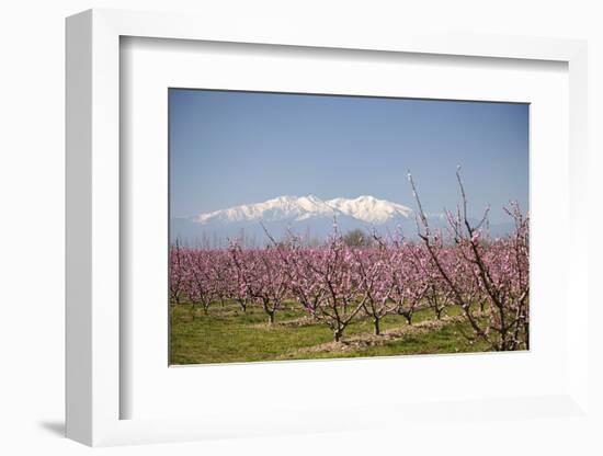 Fruit Blossom, Mount Canigou, Pyrenees Oriental, Languedoc-Roussillon, France, Europe-Mark Mawson-Framed Photographic Print