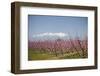 Fruit Blossom, Mount Canigou, Pyrenees Oriental, Languedoc-Roussillon, France, Europe-Mark Mawson-Framed Premium Photographic Print