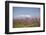 Fruit Blossom, Mount Canigou, Pyrenees Oriental, Languedoc-Roussillon, France, Europe-Mark Mawson-Framed Premium Photographic Print