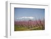 Fruit Blossom, Mount Canigou, Pyrenees Oriental, Languedoc-Roussillon, France, Europe-Mark Mawson-Framed Premium Photographic Print