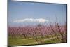 Fruit Blossom, Mount Canigou, Pyrenees Oriental, Languedoc-Roussillon, France, Europe-Mark Mawson-Mounted Premium Photographic Print