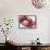 Fruit Bowl with Red Plums and Raspberries-Linda Burgess-Framed Stretched Canvas displayed on a wall