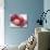Fruit Bowl with Red Plums and Raspberries-Linda Burgess-Photographic Print displayed on a wall