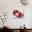 Fruit Bowl with Red Plums and Raspberries-Linda Burgess-Mounted Photographic Print displayed on a wall