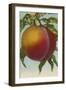 Fruit Chromo Lithograph of Peach - Fruit-Lantern Press-Framed Art Print