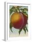 Fruit Chromo Lithograph of Peach - Fruit-Lantern Press-Framed Art Print