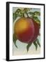 Fruit Chromo Lithograph of Peach - Fruit-Lantern Press-Framed Art Print