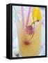 Fruit Cocktail with Cherries and Lemon Peel-Foodcollection-Framed Stretched Canvas