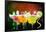 Fruit Cocktails On Black Background-Kesu01-Framed Photographic Print