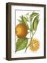 Fruit Collection - Aurantiaco-The Vintage Collection-Framed Giclee Print