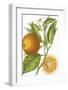 Fruit Collection - Aurantiaco-The Vintage Collection-Framed Giclee Print