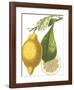 Fruit Collection - Citrus-The Vintage Collection-Framed Giclee Print