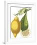 Fruit Collection - Citrus-The Vintage Collection-Framed Giclee Print