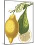 Fruit Collection - Citrus-The Vintage Collection-Mounted Giclee Print