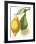 Fruit Collection - Citrus-The Vintage Collection-Framed Giclee Print