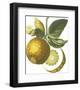 Fruit Collection - Malus Pumila-The Vintage Collection-Framed Giclee Print