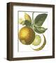 Fruit Collection - Malus Pumila-The Vintage Collection-Framed Giclee Print