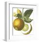 Fruit Collection - Malus Pumila-The Vintage Collection-Framed Giclee Print