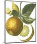 Fruit Collection - Malus Pumila-The Vintage Collection-Mounted Giclee Print