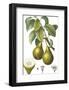 Fruit Collection - Pirum-The Vintage Collection-Framed Giclee Print