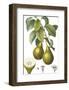 Fruit Collection - Pirum-The Vintage Collection-Framed Giclee Print