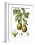 Fruit Collection - Pirum-The Vintage Collection-Framed Giclee Print