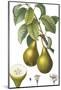 Fruit Collection - Pirum-The Vintage Collection-Mounted Giclee Print