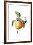 Fruit Collection - Prunus Persica-The Vintage Collection-Framed Giclee Print
