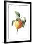 Fruit Collection - Prunus Persica-The Vintage Collection-Framed Giclee Print