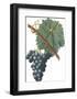 Fruit Collection - Vinea Uva-The Vintage Collection-Framed Giclee Print