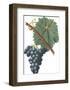 Fruit Collection - Vinea Uva-The Vintage Collection-Framed Giclee Print