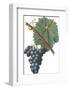 Fruit Collection - Vinea Uva-The Vintage Collection-Framed Giclee Print