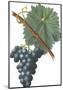 Fruit Collection - Vinea Uva-The Vintage Collection-Mounted Giclee Print