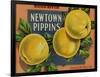 Fruit Crate Labels: Newtown Pippins; Davidson Fruit Company-null-Framed Art Print