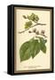 Fruit, Flower and Leaves from Wych Elm-W.h.j. Boot-Framed Stretched Canvas