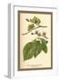 Fruit, Flower and Leaves from Wych Elm-W.h.j. Boot-Framed Art Print