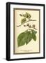 Fruit, Flower and Leaves from Wych Elm-W.h.j. Boot-Framed Art Print