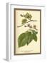 Fruit, Flower and Leaves from Wych Elm-W.h.j. Boot-Framed Art Print