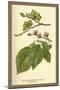 Fruit, Flower and Leaves from Wych Elm-W.h.j. Boot-Mounted Art Print