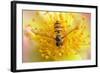 Fruit Fly on a Rose-Anette Linnea Rasmussen-Framed Photographic Print