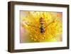 Fruit Fly on a Rose-Anette Linnea Rasmussen-Framed Photographic Print